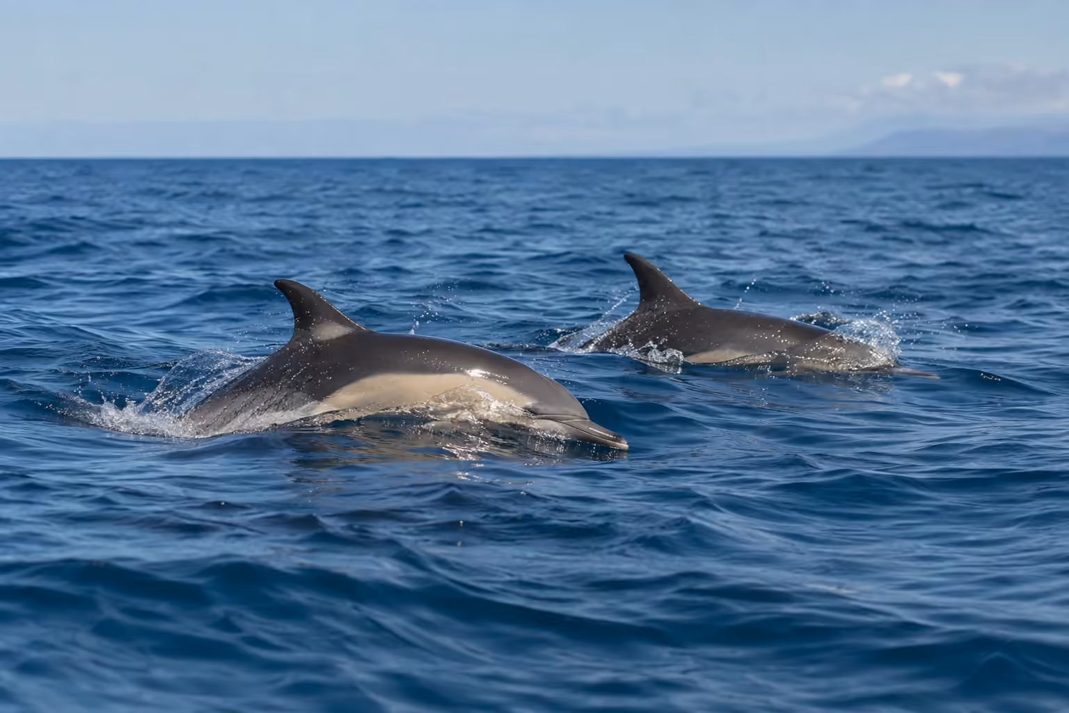 Two dolphins surfacing together in blue ocean water, with droplets around their dorsal fins