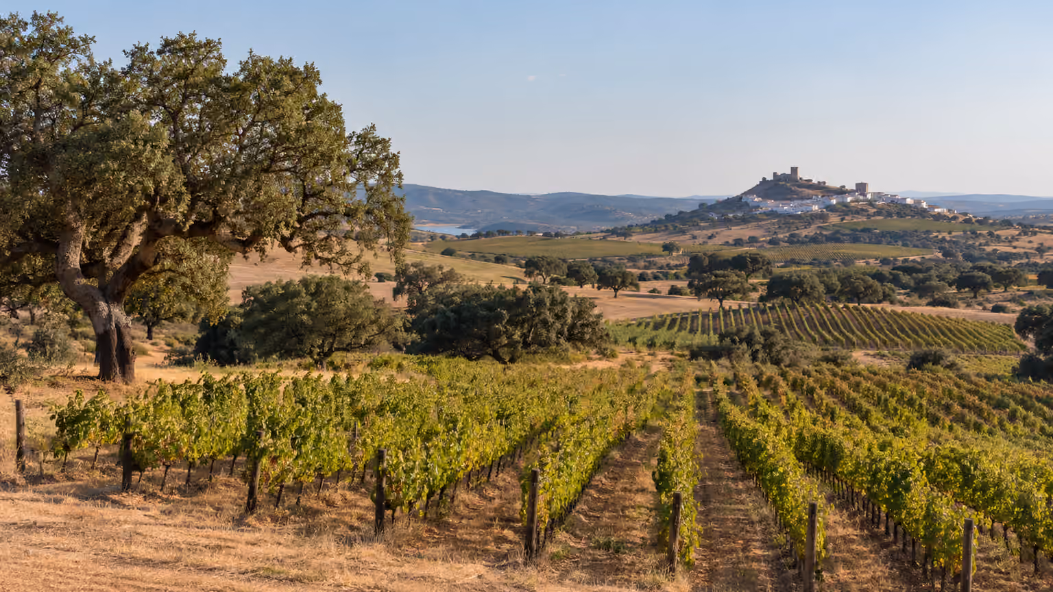 Rows of vines and scattered cork oak trees in Alentejo Portugal countryside