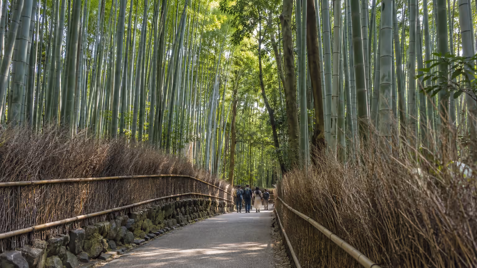 A walking path through Arashiyama bamboo grove Kyoto Japan with tall green bamboo stalks and low