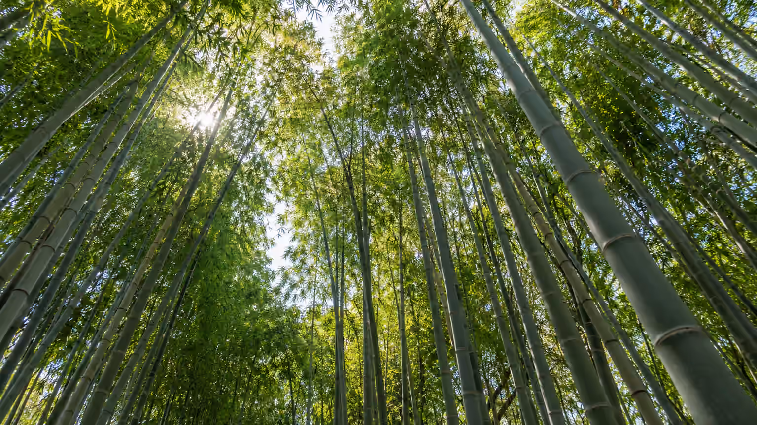 Close botanical view looking upward through tall Arashiyama bamboo stalks and delicate green