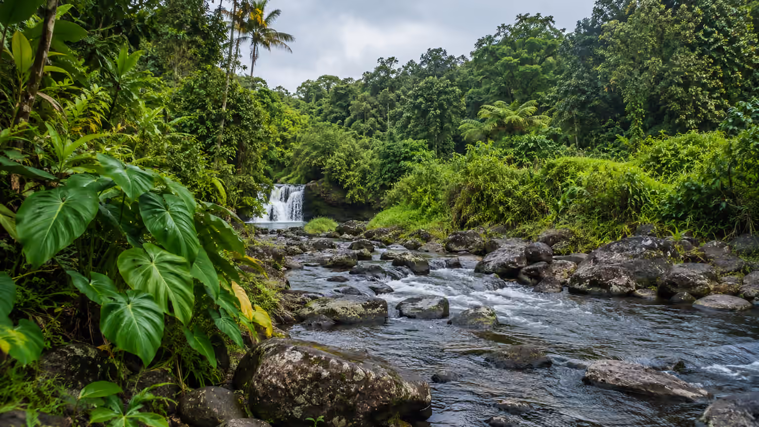 Lush green landscape and a rainforest stream near Hilo on Hawaii's Big Island