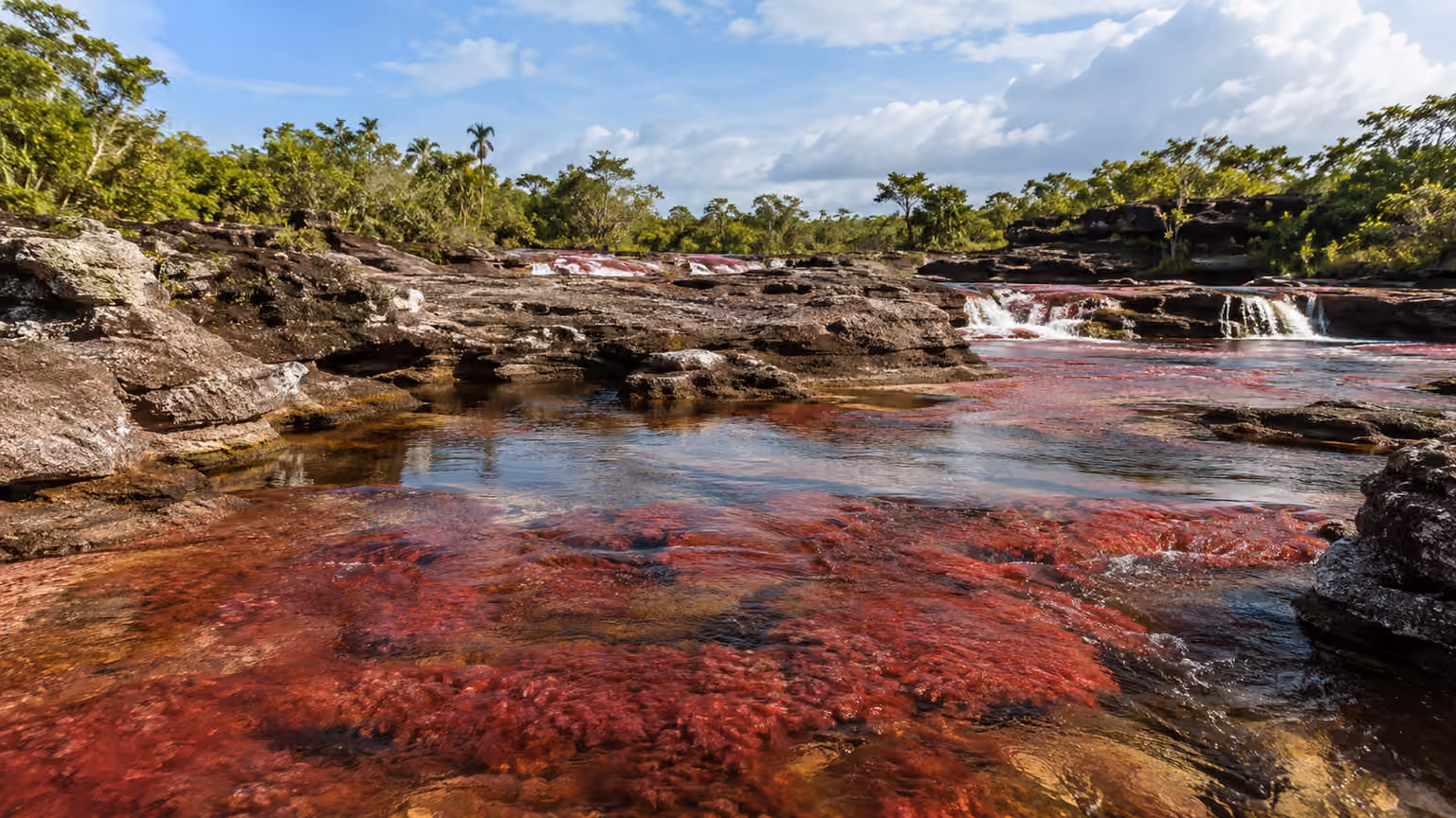 Cano Cristales river in Colombia with red aquatic plants beneath shallow clear water between