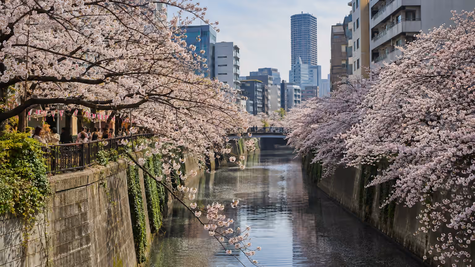 Meguro River Tokyo Japan lined by pale pink cherry blossoms over its canal walls
