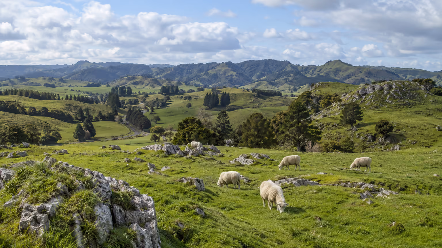 The green rolling pasture landscape above the Waitomo cave region in New Zealand with natural