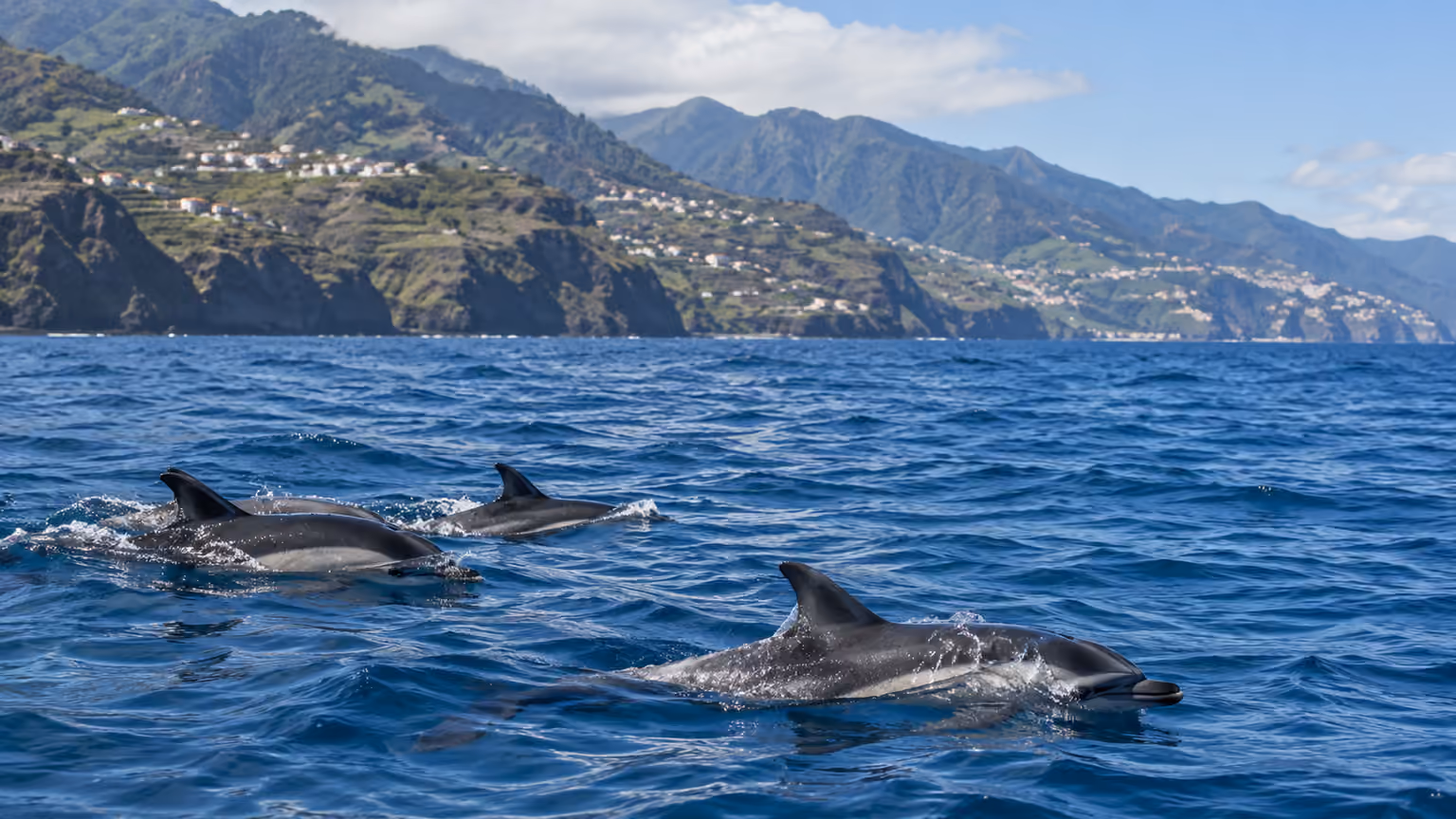 A small group of common dolphins naturally surfacing in blue Atlantic water near Madeira