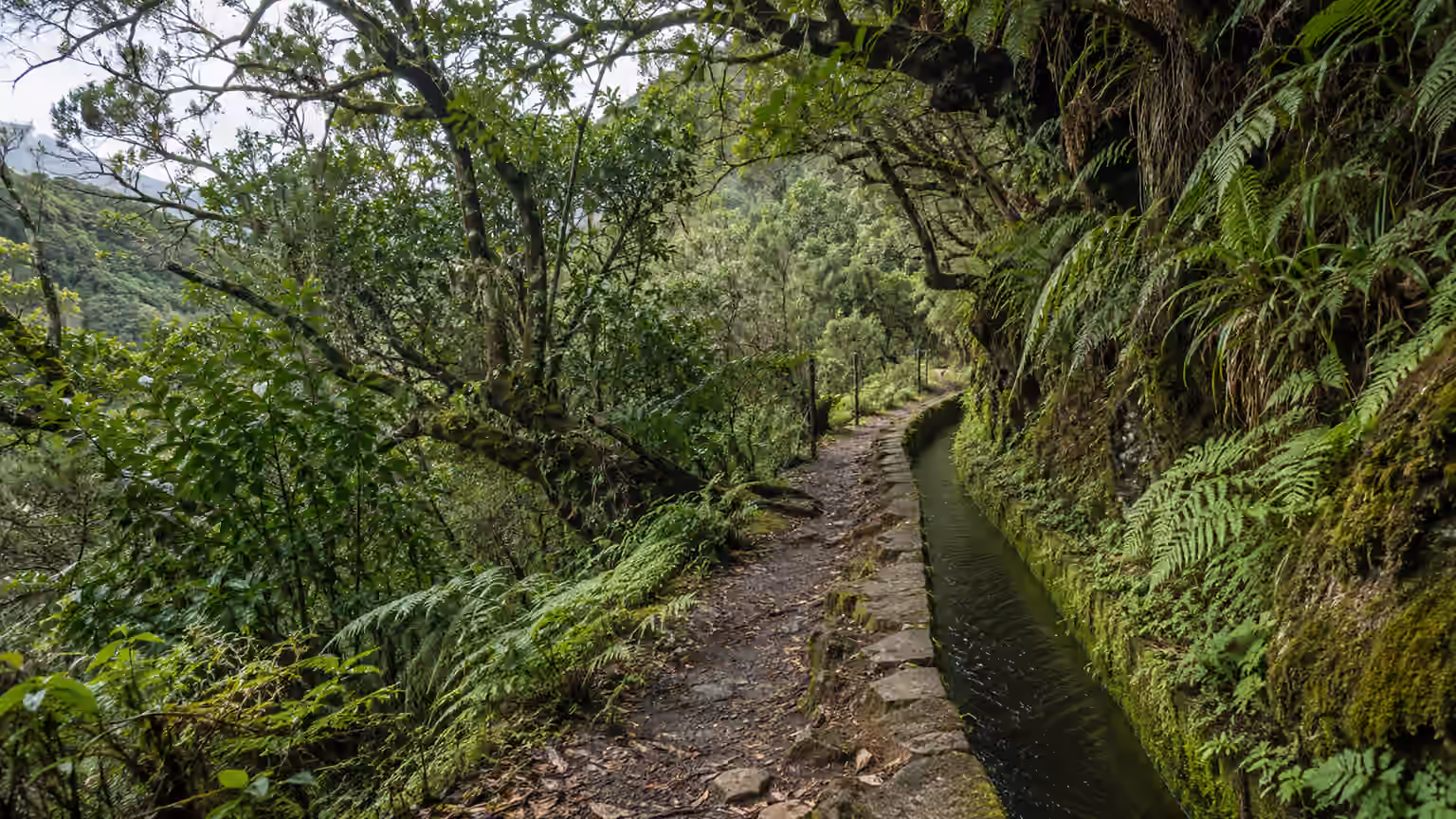A moss-lined levada footpath through laurel forest on Madeira