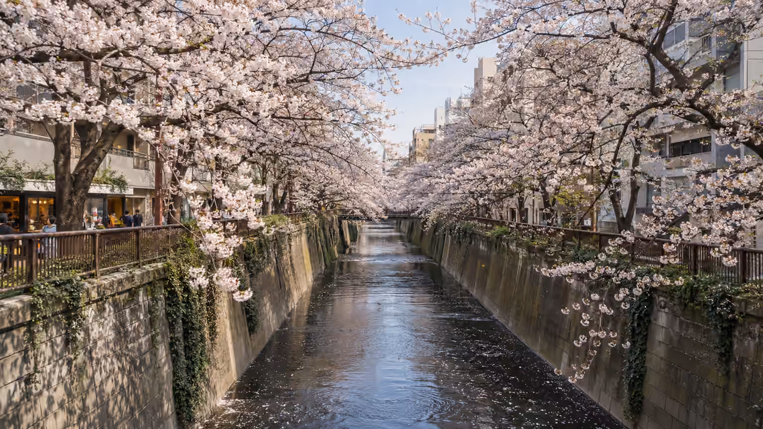 Pale cherry blossoms arching above a narrow urban river with paths along both banks